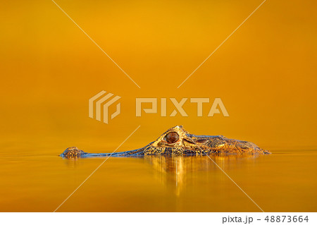 Yacare Caiman in the dark orange water Yacare Caiman in the dark orange water 48873664