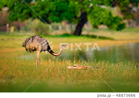 Greater Rhea, Rhea americana, int he grass Greater Rhea, Rhea americana, int he grass 48873666