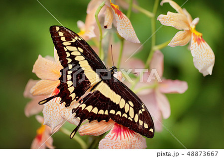 Butterfly on the white orchid Butterfly on the white orchid 48873667