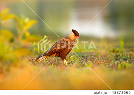 Southern Caracara, walking in the grass 48873669