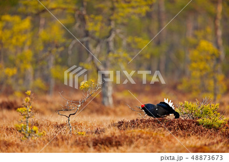 Black grouse on the bog meadow. 48873673