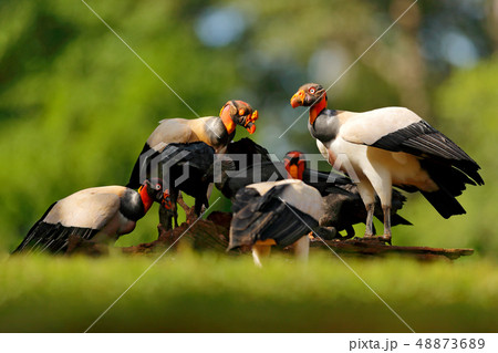 Group of King vultures feeding in Costa Rica Group of King vultures feeding in Costa Rica 48873689