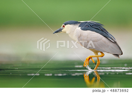 Night heron, Nycticorax nycticorax in the water 48873692