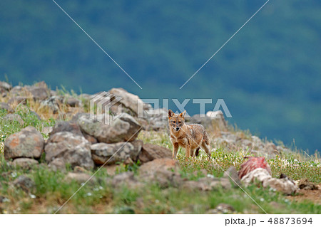 Golden jackal, Canis aureus, feeding scene Golden jackal, Canis aureus, feeding scene 48873694