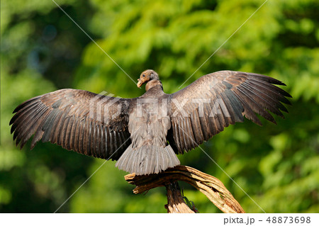 King vulture from Costa Rica, South America King vulture from Costa Rica, South America 48873698