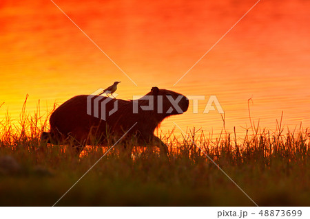 Capybara in the lake water with bird 48873699