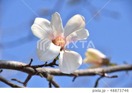 コブシ(辛夷) コブシ(辛夷) 48873746