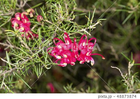 グレヴィレアスカーレットスプライト 48873874