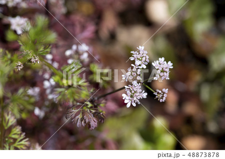 コリアンダーの花 コリアンダーの花 48873878