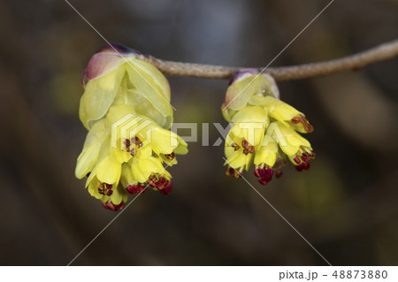 トサミズキ 48873880