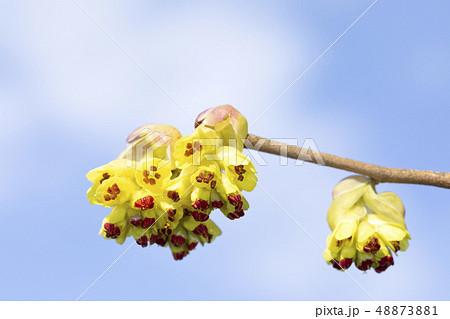 トサミズキ トサミズキ 48873881