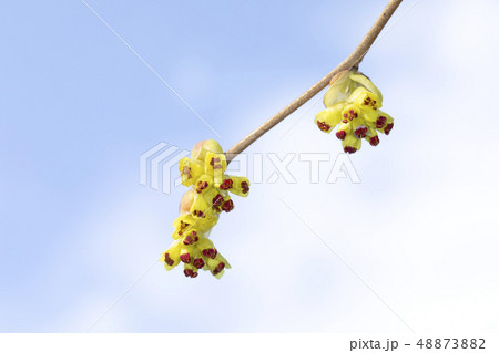 トサミズキ トサミズキ 48873882