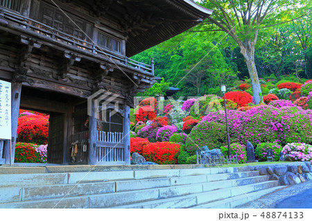 川崎のつつじ寺「等覚院」の山門付近 48874133