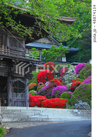 川崎のつつじ寺「等覚院」の山門付近 川崎のつつじ寺「等覚院」の山門付近 48874134