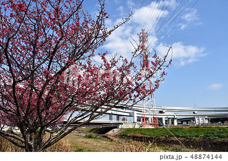 小出川の河津桜　茅ヶ崎市 48874144