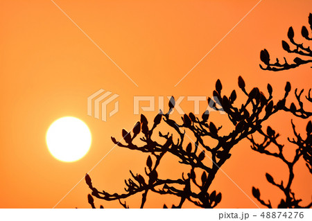 日の出 日没 マグノリアの木 48874276