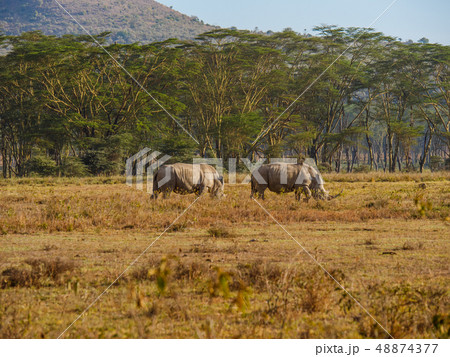 Rhinos in Masai Mara park, Kenya Rhinos in Masai Mara park, Kenya 48874377