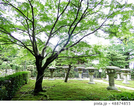 大津市　坂本　慈眼堂 青もみじ 48874855