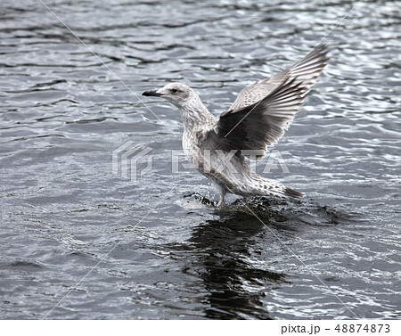 gray gull flies up gray gull flies up 48874873