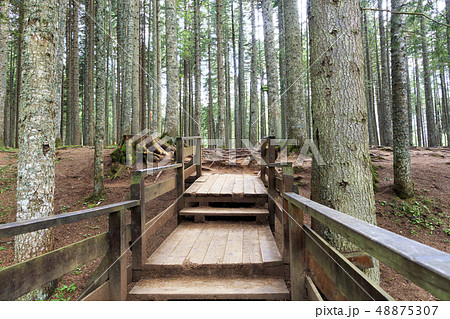 Wooden platform among the old forest. Wooden platform among the old forest. 48875307