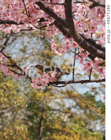 ヒヨドリ 河津桜 3月 ヒヨドリ 河津桜 3月 48875380