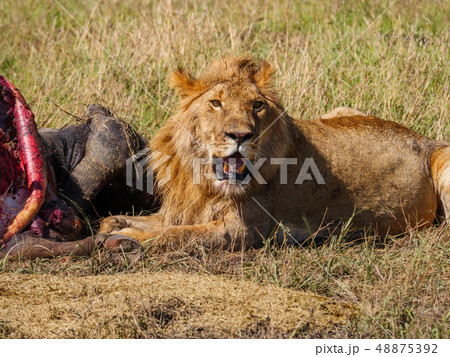 East African Lion Protecting His Cape Buffalo Preyの写真素材