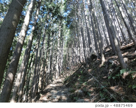 高水三山・高水山までの杉林と登山道（東京都奥多摩） 48875469