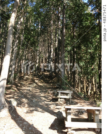 高水三山・高水山までの杉林と登山道(東京都奥多摩) 高水三山・高水山までの杉林と登山道(東京都奥多摩) 48875471