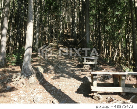 高水三山・高水山までの杉林と登山道(東京都奥多摩) 高水三山・高水山までの杉林と登山道(東京都奥多摩) 48875472
