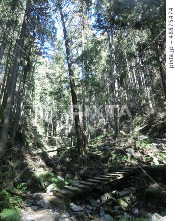 高水三山・高水山までの杉林と登山道（東京都奥多摩） 48875474