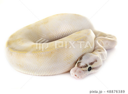 royal python in studio royal python in studio 48876389