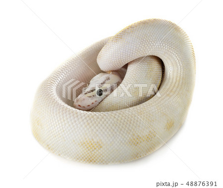 royal python in studio royal python in studio 48876391