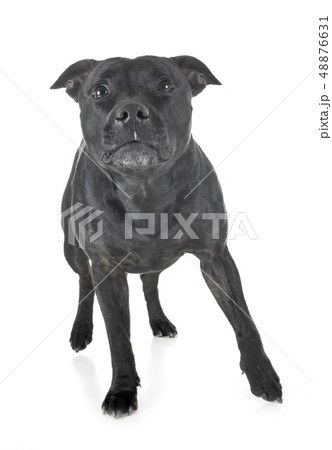 staffordshire bull terrier 48876631