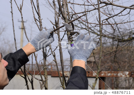 Trimming tree with a cutter. Spring pruning of fruit trees. Trimming tree with a cutter. Spring pruning of fruit trees. 48876711