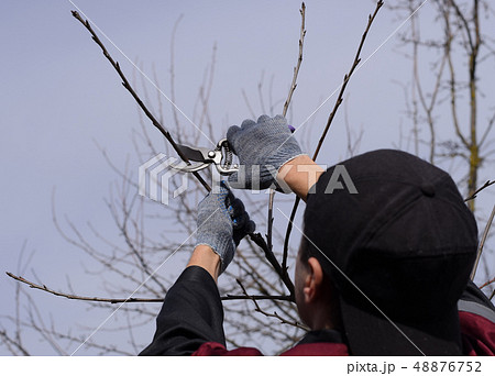Trimming tree with a cutter. Spring pruning of fruit trees. Trimming tree with a cutter. Spring pruning of fruit trees. 48876752