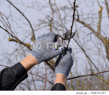 Trimming tree with a cutter. Spring pruning of fruit trees. Trimming tree with a cutter. Spring pruning of fruit trees. 48876767