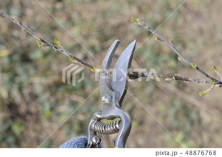 Trimming tree with a cutter. Spring pruning of fruit trees. Trimming tree with a cutter. Spring pruning of fruit trees. 48876768