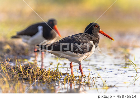 Pied Oystercatcher couple on river bank 48876814