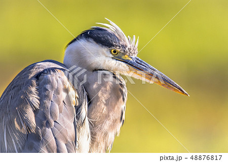 Grey heron close up of head Grey heron close up of head 48876817
