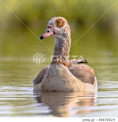 Egyptian goose swimming 48876824