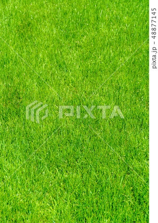 Grass lawn natural texture. Green grass background. 48877145