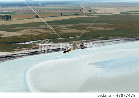 Aerial view of seagulls flying on sea Aerial view of seagulls flying on sea 48877478