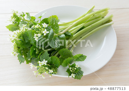 わさびの花 48877513