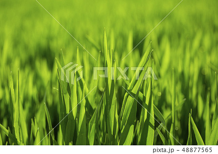 大麦若葉 48877565