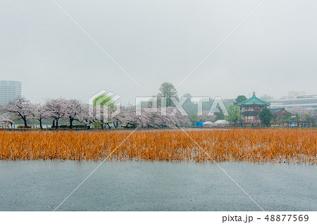 かもめ,野鴨,満開のソメイヨシノ桜 雨の中上野恩賜公園花見 かもめ,野鴨,満開のソメイヨシノ桜 雨の中上野恩賜公園花見 48877569