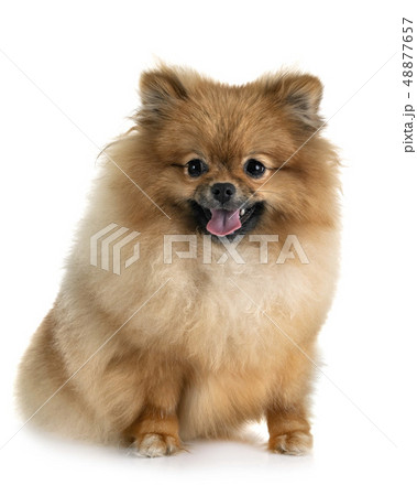 puppy pomeranian in studio puppy pomeranian in studio 48877657