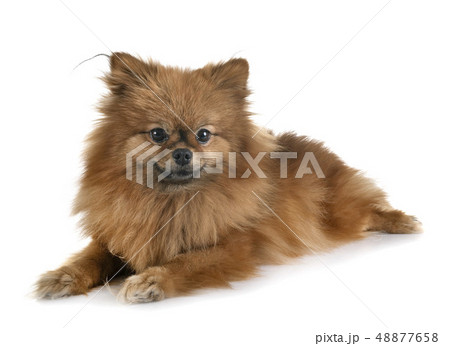 puppy pomeranian in studio puppy pomeranian in studio 48877658