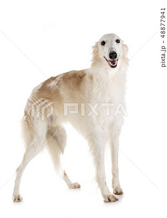 borzoi in studio 48877941