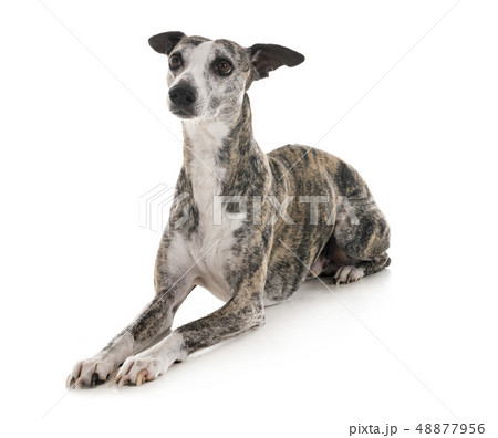 whippet in studio 48877956