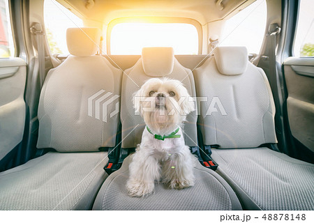 Dog in car sitting alone 48878148
